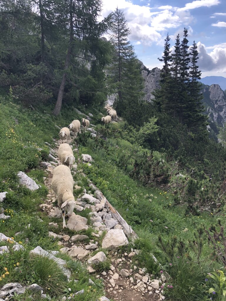 Sheep on the mountain of Triglav, SI