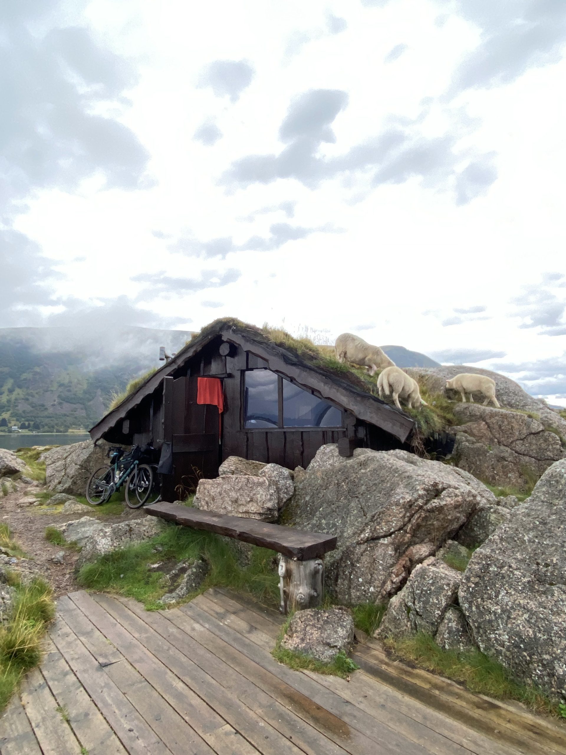 sheep eating the grass of the roof of a refuge 
