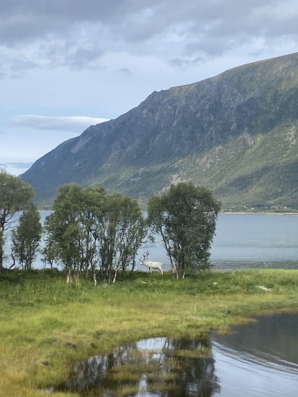 A white reindeer in the wild